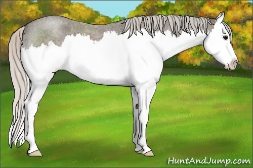 Horse Color:Silver Blue Roan Splash