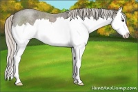 Horse Color:Silver Blue Roan Splash 