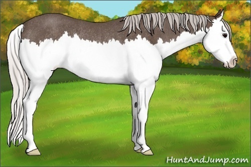 Horse Color:Silver Blue Roan Splash Rabicano