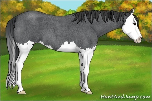 Horse Color:Blue Roan Splash 