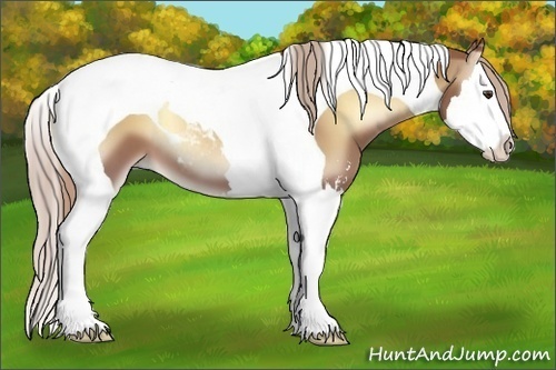 Horse Color:Palomino Onyx Sabino Splash Tobiano 