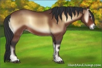 Horse Color:Bay Onyx 