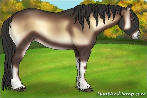 Horse Color:Liver Red Onyx Sabino 
