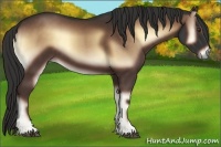 Horse Color:Liver Red Onyx Sabino 