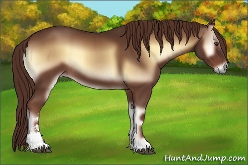 Horse Color:Red Onyx Sabino 