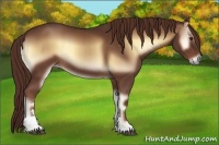Horse Color:Red Onyx Sabino