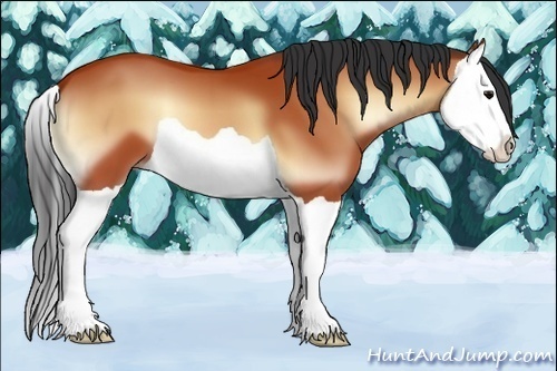 Horse Color:Bay Onyx Splash 