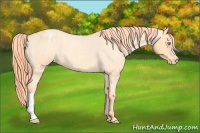 Horse Color:Watercolor Gold Champagne Roan Appaloosa