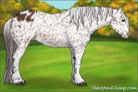 Horse Color:Bay Appaloosa 
