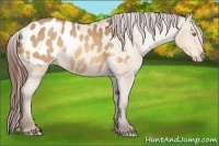 Horse Color:Amber Champagne Appaloosa 