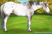 Horse Color:White Spotted Bay Splash Appaloosa