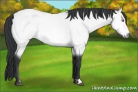 Horse Color:Bay Chinchilla 