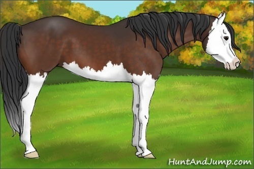 Horse Color:Bay Splash