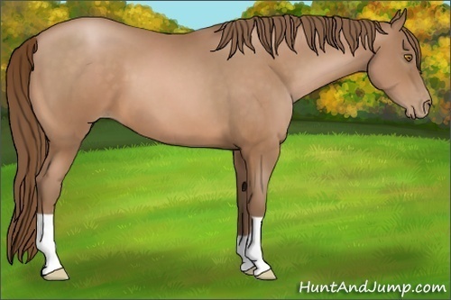Horse Color:Bay Pearl 