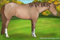 Horse Color:Bay Pearl
