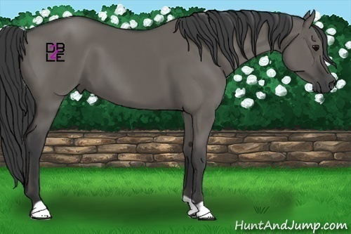 Horse Color:Grullo