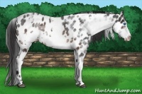 Horse Color:White Spotted Brown Roan Frame Appaloosa