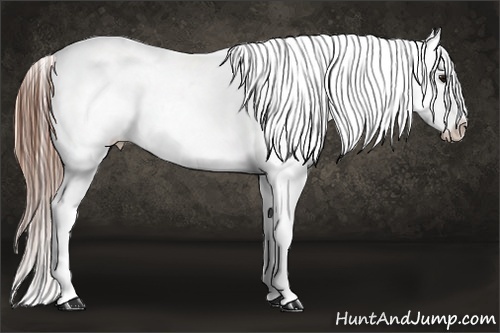 Horse Color:White Spotted Brown Appaloosa 