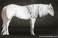 Horse Color:White Spotted Brown Appaloosa 