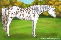 Horse Color:Chestnut Appaloosa 
