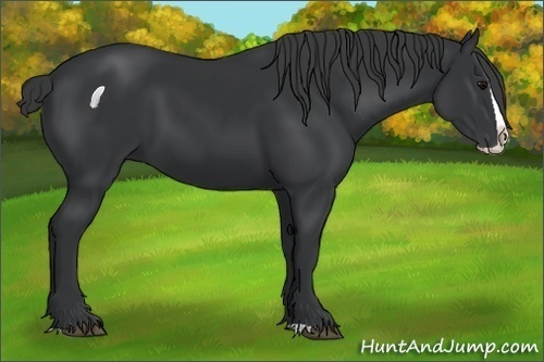 Horse Color:Black Splash