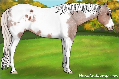Horse Color:Silver Brown Tobiano Frame Varnish 