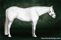 Horse Color:Grullo Sabino Appaloosa 