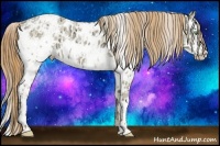 Horse Color:White Spotted Gold Champagne Ice Dun Sabino Near Leopard Rabicano  and White Spotted Gold Champagne Ice Pearl Dun Rabicano 