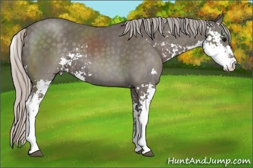 Horse Color:Silver Black Sabino 