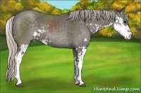 Horse Color:Silver Black Sabino 