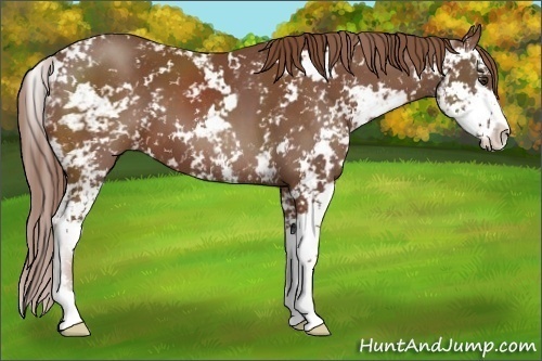 Horse Color:Chestnut Sabino 