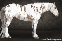 Horse Color:White Spotted Brown Dun Near Leopard