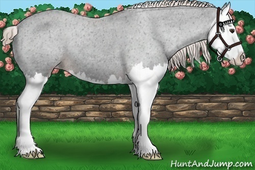 Horse Color:Liver Chestnut Splash Varnish