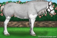 Horse Color:Liver Chestnut Splash Varnish 