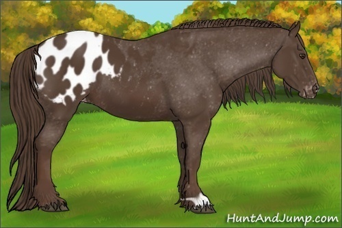 Horse Color:Liver Chestnut Appaloosa 
