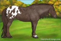 Horse Color:Liver Chestnut Appaloosa 