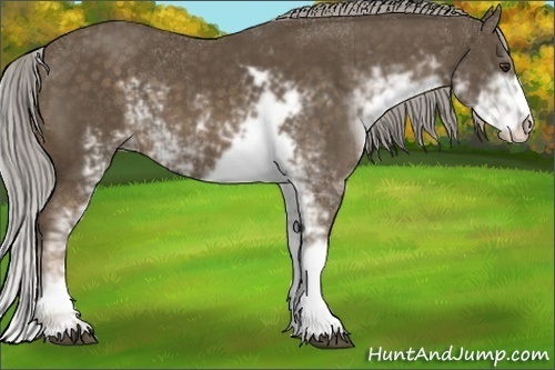 Horse Color:Chocolate Palomino Sabino