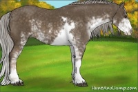 Horse Color:Chocolate Palomino Sabino 