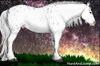 Horse Color:White Spotted Silver Blue Onyx Chinchilla Appaloosa