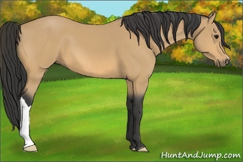 Horse Color:Buckskin 
