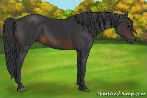 Horse Color:Brown 