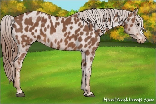 Horse Color:Chestnut Appaloosa 