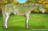 Horse Color:Watercolor White Spotted Chestnut 