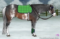 Horse Color:White Spotted Brown Splash 