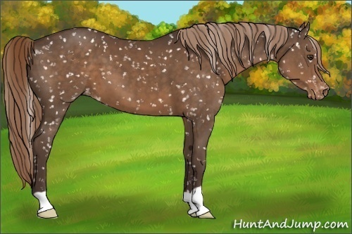 Horse Color:Liver Chestnut Appaloosa