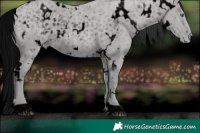 Horse Color:ERROR: UNKNOWN ANOMALY