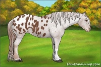 Horse Color:Chestnut Appaloosa 