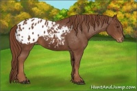 Horse Color:Chestnut Appaloosa 