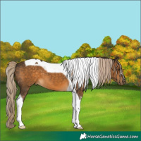 Horse Color:Chocolate Palomino Tobiano 