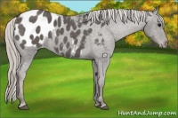 Horse Color:Silver Black Appaloosa 